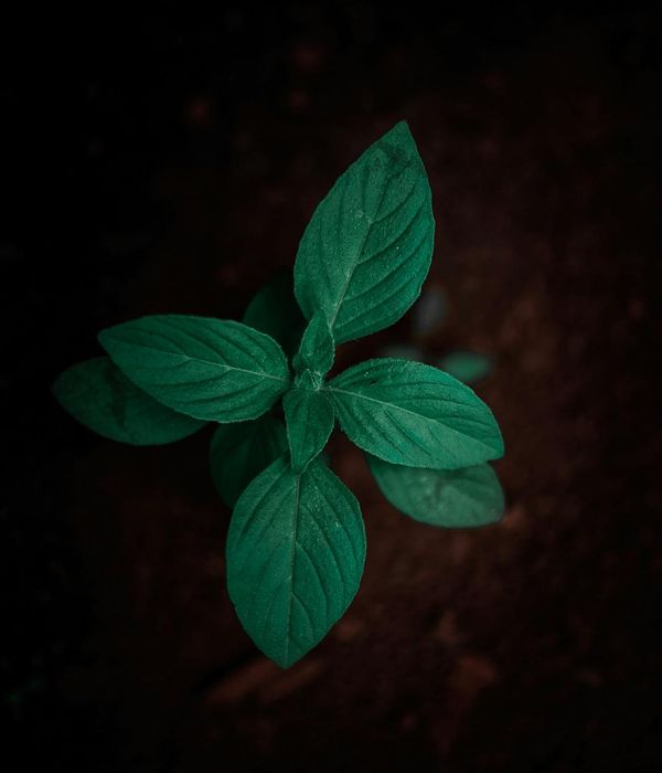 Abstract herbal wellness composition in dark green tones