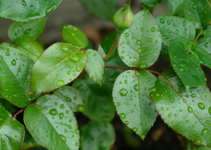Detailed close-up of green botanical leaves with water drops